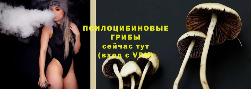 где можно купить наркотик  Коломна  Галлюциногенные грибы Cubensis 